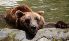 Diesem Braunbären ist es in der bulgarischen Schwarzmeerstadt Varna eindeutig zu warm. Foto: ap