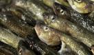 Schellfisch, Kabeljau und Dorsch sind die Spitzenreiter in Sachen Jod. 100 Gramm davon decken fast den Tagesbedarf von 200 Mikrogramm. Daher wird empfohlen, zweimal wöchentlich Seefisch zu essen. Foto: dapd