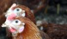 ARCHIV - Hühner scharren auf dem Boden eines Geflügelstalls (Archivfoto vom 26.01.2007). Millionen Hühnereier sollen fälschlicherweise als Bioprodukte oder Freilandeier verkauft worden sein. Die Tierschutzorganisation Peta berichtete am Mittwoch (26.11.2008) von einer Firma in Brandenburg, die ihre Eier angeblich mit falschen Etiketten ausgezeichnet haben soll. Ein Biohof in Sachsen-Anhalt soll diese Eier mitvertrieben haben. Die Behörden beider Länder kündigten an, diese Vorwürfe umgehend zu prüfen. Bei bisherigen Kontrollen haben die Ämter nach eigenen Angaben jedoch keine Mängel festgestellt. Foto: Stefan Sauer dpa/lbn/lah (zu dpa 0056 und 0486 und lbn 4310 vom 26.11.2008) +++(c) dpa - Bildfunk+++ Foto: dpa