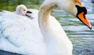 Die derzeit in Brandenburg geltende Hochwasseralarmstufe 1 dürfte für diese Schwanenfamilie kein Problem sein: Mit einem Küken auf dem Rücken setzt dieses Muttertier unbeirrt seinen Ausflug auf der Oder in Neuzelle fort. Foto: dpa