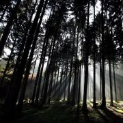 Der Wald wächst (Foto)