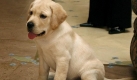 Anfang 2009 wiederbelebt wurde der Lieblingshund der US-amerikanischen Familie Otto. Ihren 2008 verstorbenen Labrador Lancelot hatten sie so schmerzlich vermisst, dass sie bei einer Klon-Firma einen zweiten Lancey bestellten. Kostenpunkt: umgerechnet rund 120.000 Euro.Erst seit kurzem sind auch private Klonauftrge, etwa von Hundeliebhabern, berhaupt mglich. Foto: dpa