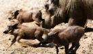 Drei kleine Warzenschweine tummeln sich im Zoo in Berlin um ihre Mutter. Die Zucht der im südlichen Afrika beheimateten Tiere gilt als sehr schwierig. Ihren Namen verdanken die Warzenschweine sechs knorpeligen Hautgebilden, die paarweise die Gesichtsregion der Schweine zieren.  Foto: dpa