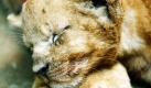A 1-month-old lion cub, Mello, lays his head on the paw of his mother Veni at Prigen Safari Park in Pasuruan, East Java, Indonesia, Thursday, March 18, 2010. (AP Photo/Trisnadi) 
 Foto: AP