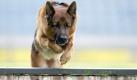 Der Deutsche Schäferhund Nando springt am Mittwoch (10.09.2008) in Aachen während einer Pressekonfernz für das Weltchampionat der Deutschen Schäferhunde über ein Hindernis. Vom 12. bis 14. September wird unter rund 1800 Deutschen Schäferhunden aus 49 Ländern der Welt-Champion 2008 ermittelt. Foto: Federico Gambarini dpa/lnw +++(c) dpa - Bildfunk+++  Foto: dpa