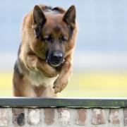 US-Polizisten pauken Deutsch für Hunde (Foto)