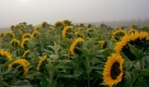 Zur Sonne gewendet stehen Sonnenblumen nahe Katterbach (Mittelfranken) im Nebel. Laut Vorhersage der Meteorologen zeigt sich das Wetter nicht nur in Bayern nach Auflösung von Nebelfeldern meist sonnig und warm.
 Foto: dpa