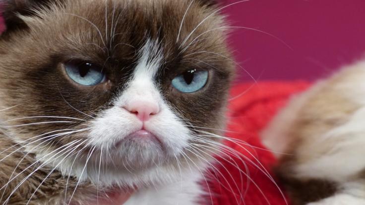 Grumpy Cat ist tot. Grumpy Cat ist tot. (Foto)