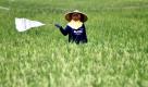 Eine indonesische Farmerin hält, mit Hilfe einer Plastiktüte, Vögel von einem Reisfeld fern. Die indonesische Regierung veröffentlichte Pläne, wonach die Reisproduktion des Landes um jährlich fünf Prozent gesteigert werden soll. In vier Jahren soll Indonesien dann über Rücklagen von 10 Millionen Tonnen Reis verfügen. Foto: dpa
