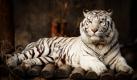 Tiger in China (Foto)