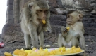 Affenfest in Thailand: Die jährliche Feier wurde von asiatischen Geschäftsleuten ins Leben gerufen, die sich über die Touristen freuen, die von den Affen angezogen werden. Foto: ap