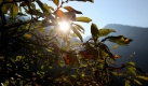 Die Sonne geht über dem Königssee auf und verspricht einen goldenen Herbsttag. Foto: dpa