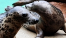 Die Kegelrobben Lynn und Alf sitzen im Zoo in Hannover nebeneinander. Die beiden Neuzugänge werden nächstes Jahr in das neue Gehege Yukon Bay umziehen. Foto: ddp