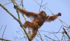 Ein Orang-Utan-Weibchen turnt mit seinem Jungen nach einer Umsiedlungsaktion in der indonesischen Provinz Aceh in den Ästen eines Gummibaums. Foto: Hotli Simanjuntak Foto: dpa