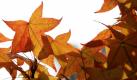 Herbstlich gefärbte Blätter hängen in Hamburg an der Außenalster an einem Baum. Auch in den nächsten Tagen soll es sonnig bleiben, die Temperaturen bewegen sich zwischen 12 und 14 Grad Celsius. Foto: dpa