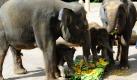 Ein einer zur Taufe des Elefantenbullen Dinkar (zweiter von links) gereichten Gemüsetorte naschen der Täufling zusammen mit Mutter Manaris (links), Schwester Saphira und Tante Sayang (rechts) im Zoo Hannover. Der asiatische Minifant Dinkar, was aus dem Indischen übersetzt Sonne bedeutet, kam am 6. August zur Welt. Foto: dpa