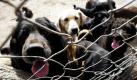 Nach offiziellen Angaben hat sich die Zahl der streunenden Hunde in Belgrad während der letzten Jahre verdoppelt. Mittlerweile gibt es ca. 8.000 herrenlose Hunde in der Innenstadt Belgrads und weitere 15.000 in den Außenbezirken, eine sehr große Zahl für eine Stadt mit zwei Millionen Einwohnern. Foto: dapd
