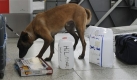 ... wurden auch Spürhunde eingesetzt. Bisher mit Erfolg - die befürchteten Anschläge blieben aus. Das abstrakte Bedrohungspotenzial aber bleibt hoch, so die Behörden. Foto: ap