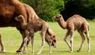 Die beiden im Frühjahr geborenen Dromedare, Hetty und Samuel, laufen im Tierpark Friedrichsfelde in Berlin in ihrem Freigehege neben ihrer Mutter. Dromedare sind bis heute vor allem in den trockenen und heißen Halbwüsten und Wüstengebieten von Nordafrika und Asien verbreitet. Dort werden sie sehr vielseitig, hauptsächlich aber als Lastenträger und Reittiere genutzt. Foto: dpa