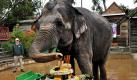 Elefantengeburtstag: Die Elefantenkuh Taj feiert ihren 70. Geburtstag mit einer Torte im Erlebnispark Six Flags Discorvery Kingdom im kalifornischen Vallejo. Sie ist damit der älteste Elefant in Nordamerika. Foto: ap