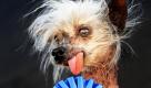Der Hund namens Miss Ellie freut sich über den Sieg bei der Wahl zum hässlichsten Hund der Welt im Jahr 2009 im kalifornischen Petaluma. Miss Ellie ist nun im Alter von 17 Jahren verstorben. Foto: ap