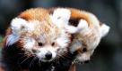 Das sind Kit und Kitty. Die Panda-Zwillinge erblickten am 22. Juni 2011 im Tierpark Berlin das Licht der Welt. Wegen seines fuchsroten Pelzes wird der Kleine Panda auch Roter Panda oder Feuerfuchs genannt. Seit 2008 ist er auf der Roten Liste gefährdeter Arten der Weltnaturschutzunion (IUCN).  Foto: dapd