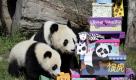 Pandas sind nicht nur niedlich, sie sind auch gut für die Umwelt, zumindest die Mikroben in ihrem Darm. Denn die können den Kot der Tiere so zersetzen, dass von dem faserigen Bambus gar nicht mehr so viel übrig bleibt. Industriell genutzt könnten diese Mikroben Pflanzenreste in Biosprit umwandeln. Foto: dapd