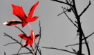 Zwei rote Blätter hängen auf der Bodenseeinsel Mainau an einem fast kahlen Baum. In Baden-Württemberg soll es die nächsten Tage wieder schneien. Foto: dpa