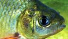 Die Karausche (Carassius carassius) ist der Fisch des Jahres 2010 (undatierte Aufnahme). Mit der Wahl wollten Fischereiverbände aus Deutschland und Österreich einen wenig bekannten Fisch der Öffentlichkeit vorstellen und darauf hinweisen, dass die Karausche durch Gefährdung und Verlust ihrer Lebensräume in heimischen Gewässern immer seltener wird, teilte der Verband Deutscher Sportfischer am Freitag (16.10.2009) in Offenbach mit. Foto: Deutsche Sportfischer/Wolfgang Hauer (zu dpa/lhe 7115) +++(c) dpa - Bildfunk+++ Foto: dpa