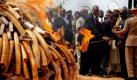 Die kenianische Regierung verbrennt im Tsavo Nationalpark fast fünf Tonnen beschlagnahmtes Elfenbein  als Symbol für einen konsequenten Kampf gegen Wilderei und Elfenbeinschmuggel. Das Elfenbein stammt ursprünglich aus Sambia und Malawi und wurde in Singapur beschlagnahmt. Mit der Aktion will Kenia die Weltöffentlichkeit aufrütteln. Foto: dpa
