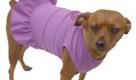 Petfly-.jpg Foto: Petfly-.jpg