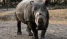 Nashornbulle Suni fühlt sich im  privaten Naturreservat Ol Pejeta bei Nanyuki in Zentralkenia wie Zuhause. Das liegt eigentlich im Sudan, wohin die seltene Nashörner aus Zoos nun nach und nach ausgewildert werden sollen, um die vom Aussterben bedrohte Tierart zu retten. Foto: dpa