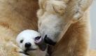 Feinmachen für den Ausflug: Im Zoo in Wuppertal macht Eisbär-Mutter Vilma ihr Anfang Januar geborenes Baby Anori fertig für den ersten Ausflug ins Außengehege. Foto: Marius Becker Foto: dpa
