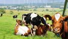 Die Milch, die ein Lebewesen produziert, ist eigentlich nur zum Säugen der Jungen gedacht. Das ist bei Kühen nicht anders. Foto: ddp