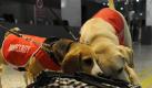 Schnüffeln für die Sicherheit: Hunde am Flughafen Melbourne im Einsatz. Foto:Julian Smith Foto: dpa