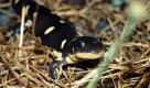 Tigersalamander (Foto)