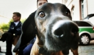 Die Polizei hat die ersten drei Personenspürhunde für Rheinland-Pfalz vorgestellt. Die drei Bayerischen Gebirgsschweißhunde sollen hauptsächlich dazu eingesetzt werden, vermisste Personen aufzuspüren. Foto: ddp
