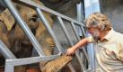 Norbert Fritsch, Zoodirektor des Neunkirchner Zoos, begrüßt Elefantendame Buria bei ihrer Ankunft in Neunkirchen (Saarland). Zur Begrüßung in der neuen Heimat und zur Stärkung nach der langen Reise gab es dann auch gleich einen Apfel für Buria. Gemeinsam mit Rani, einer weiteren Elefantendame, kam sie aus Spanien ins Saarland. 


 Foto: ddp