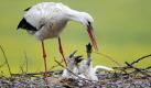 Ein Elternteil des Storchenpaars Rolf und Maria kümmert sich um die vier Jungtiere im Nest auf einem Bauernhof in Curslak bei Hamburg. Das trockene Wetter der vergangenen Wochen gefährdet den Nachwuchs der Störche in Hamburg. Trotz Regens ist der Boden in den Brutgebieten weiterhin wie ausgedörrt, so dass die Elternstörche kaum Nahrung für ihren Nachwuchs finden. Foto: dpa