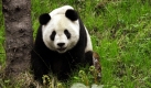 Der Riesenpanda ist der Liebling aller Tierschützer. Kein Wunder - das Bärchen mit den strategisch klug eingesetzen Augenflecken möchte man am liebsten knuddeln. Foto: dpa
