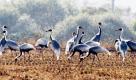 Ein Schwarm weiß-blau gefiederter Kraniche rastet auf einem Reisfeld in Cherwon in der Provinz Gyeonggi. Jedes Jahr geht es für die anmutigen Vögel von Korea nach Serbien, um dort zu überwintern.  Foto: dpa