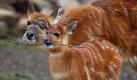 Plüschig: Sitatunga-Antilope «Changa» (r) ist zwei Monate alt und lebt im Kölner Zoo. Foto: Oliver Berg Foto: dpa