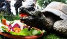 Trotzdem die Seychellen-Riesenschildkröte Leopold bereits 150 kg auf die Waage bringt, frisst sie an ihrem hundertsten Geburtstag genüsslich eine Obst- und Gemüsetorte in ihrem Gehege im Tierpark Hagenbeck in Hamburg. Leopold ist das älteste Tier im Tierpark Hagenbeck, befindet sich aber dennoch in der Blüte ihres Lebens: Die Schildkrötenart kann bis zu 180 Jahre alt werden. Foto: dpa