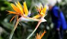 Paradiesvogelblumen (Strelitzia reginae) blühen im Klimabereich Südafrika des Palmenhauses im Schlosspark Pillnitz in Dresden. Das legendäre Pflanzenschauhaus, das inzwischen seit fast 152 Jahren besteht und in den Jahren1991-2009 rekonstruiert wurde, präsentiert auf 660 Quadradtmetern Pflanzen aus Südafrika, Australien und Neuseeland.
 Foto: Norbert Millauer/dapd