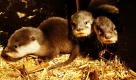 Der Nachwuchs bei den Kurzkrallenottern erkundet im Gehege des Sea Life in Oberhausen neugierig die Welt. Dusty und Berry waren vor rund zwei Monaten Eltern geworden - fünf Fellbündel kamen zur Welt. Den Babys ist es auf der Außenanlage noch zu kalt, weil ihr Fell noch nicht dicht genug ist, sie bleiben deswegen lieber im molligwarmen Otterhaus.  Foto: dpa