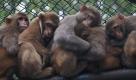 Affen kuscheln sich im Zoo von Dhaka, Bangladesch, aneinander, um sich zu wärmen. In Bangladesch ist eine Kältewelle hereingebrochen, an der bereits sechs Menschen gestorben sind.  Foto: ap