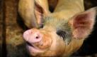 Schweine warten auf einem Bauernhof in Qingdao im Osten Chinas auf die Fütterung. Ein Jahr lang wird die chinesische Regierung versuchen, illegale Zusätze in Schweinefutter durch Razzien aufzuspüren und damit ihr Einsatzverbot durchzusetzen. Einige davon, vor allem der Zusatz Clenbuterol, hatten sich als schädlich für den Menschen herausgestellt. Foto: dpa