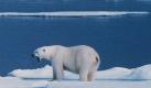 Ein Eisbär auf einer Eisscholle bei Spitzbergen. (Archivbild) Foto: dpa