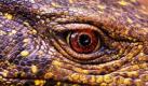 Forscher haben auf den Philippinen eine neue Waranart entdeckt. Der schwarzgelbe, zwei Meter lange Riesenwaran mit dem wissenschaftlichen Namen Varanus bitatawa gehört wie der Komodowaran zu den größten Echsen der Welt. Foto: ap