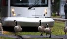 Kanadagänse überqueren auf der Suche nach frischem Grünfutter die Schienen an einer Straßenbahnhaltestelle in der Düsseldorfer Innenstadt. Der tierliebende Straßenbahnfahrer wartet mit der Weiterfahrt, bis alle Gänse wohlbehalten die Gleise verlassen haben. Foto: dpa
